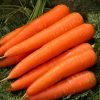 Fresh Carrots - Image 2