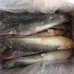 Catfish
