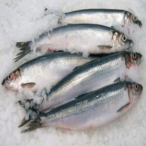 Frozen Fish